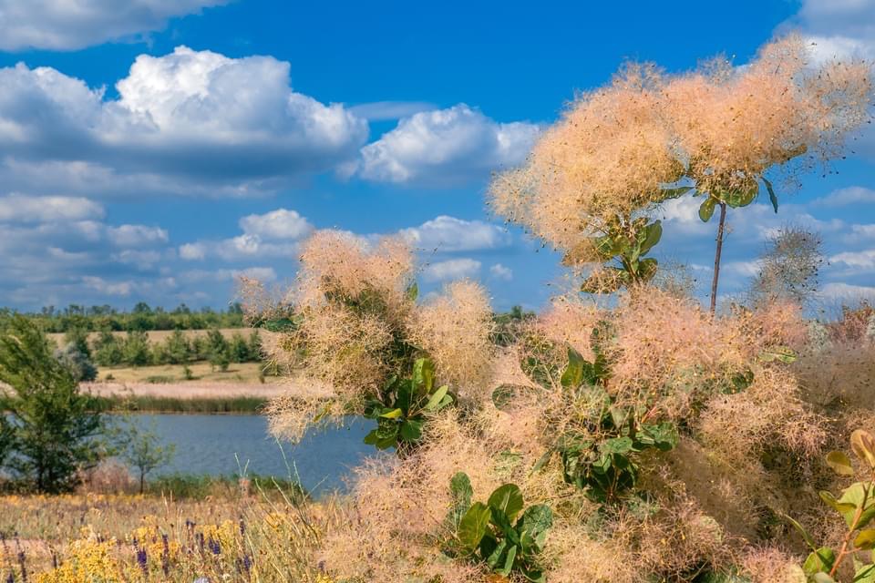 Розовые «облака»: под Днепром расцвело удивительное растение - рис. 3
