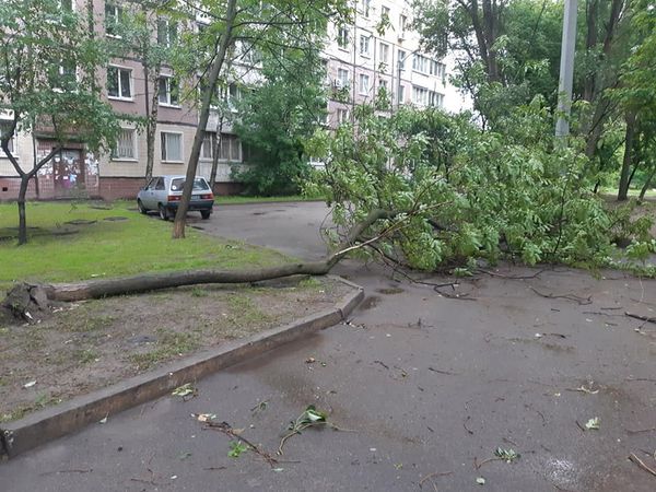 В Днепропетровской области ураган повалил множество деревьев (ФОТО) - рис. 3