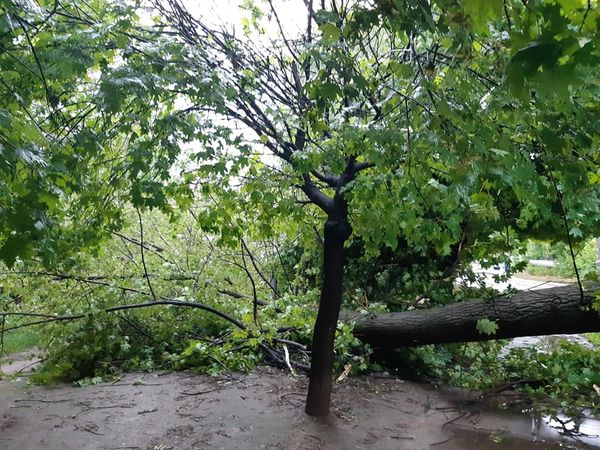 В Днепропетровской области ураган повалил множество деревьев (ФОТО) - рис. 2
