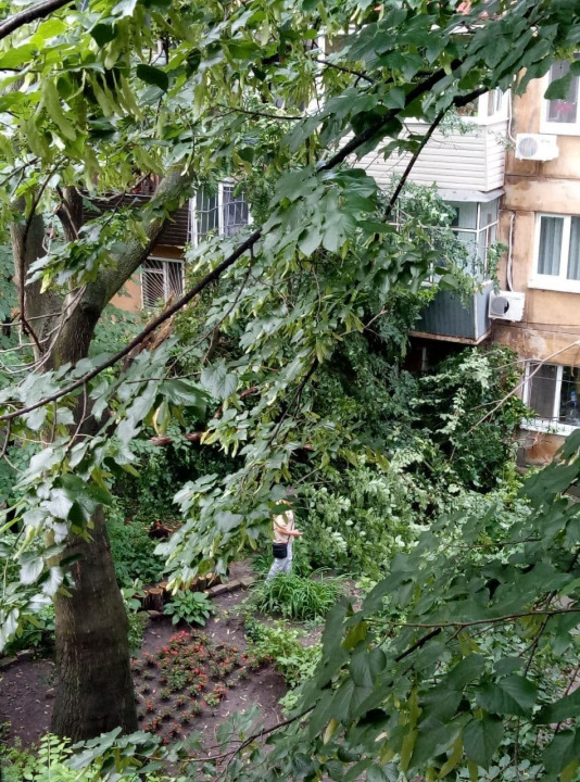 В Днепропетровской области ураган повалил множество деревьев (ФОТО) - рис. 5