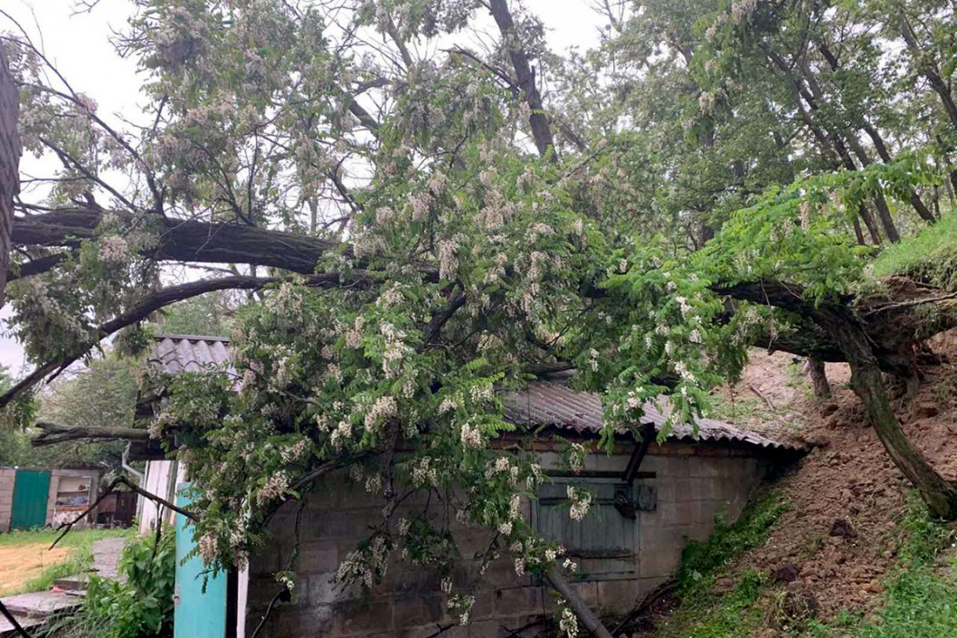 В Днепропетровской области упавшее дерево повредило крышу дома (ФОТО) - рис. 1