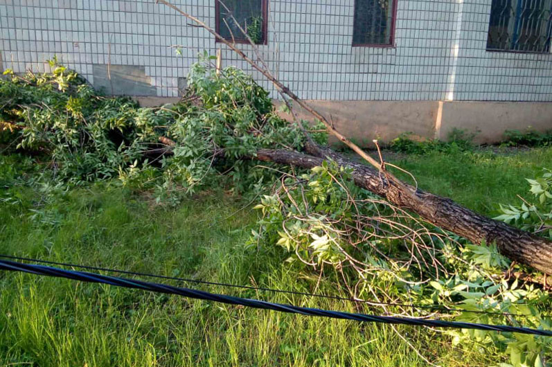 В Кривом Роге упавшее дерево едва не стоило жизни пациентам скорой помощи - рис. 2