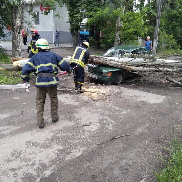 В Марганце дерево упало на проезжавший автомобиль: семейная пара чудом выжила - рис. 2