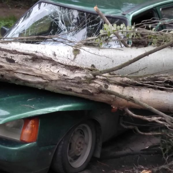 В Марганце дерево упало на проезжавший автомобиль: семейная пара чудом выжила - рис. 1