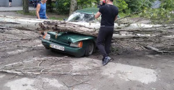 В Марганце дерево упало на проезжавший автомобиль: семейная пара чудом выжила - рис. 18