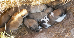 В Днепре сотрудники ГСЧС спасли жизни шестерых щенков (ВИДЕО) - рис. 9