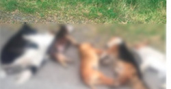В Днепропетровской области мужчина намеренно убил несколько собак - рис. 9