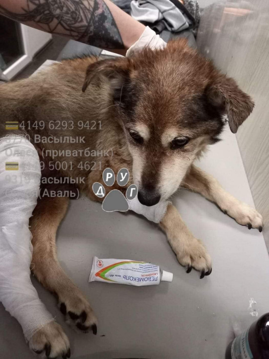 В Днепре волонтеры спасли брошенную собаку с переломом бедра - рис. 4
