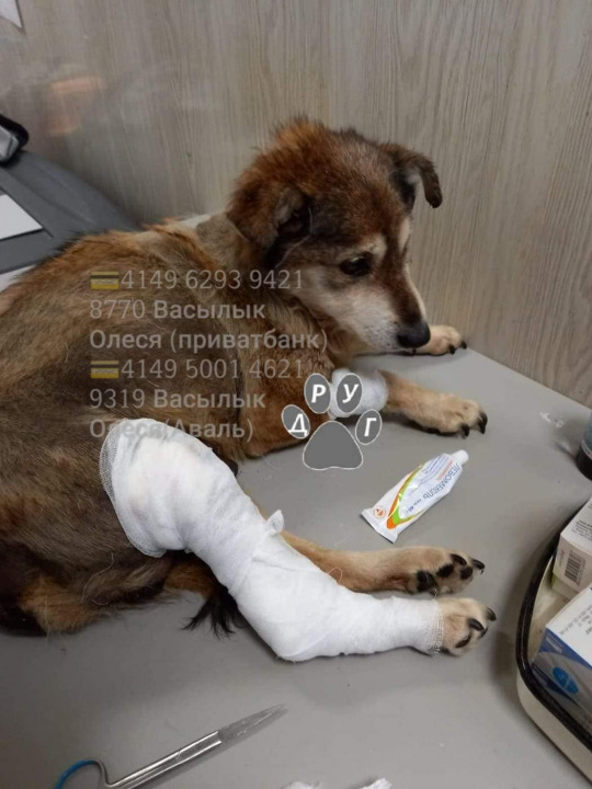 В Днепре волонтеры спасли брошенную собаку с переломом бедра - рис. 3