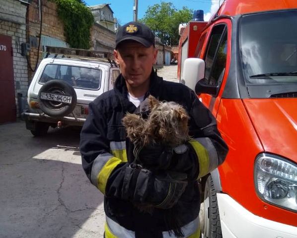 В Днепре спасатели помогли собаке вылезти из глубокой ямы под домом - рис. 3