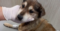 В Днепре волонтеры спасли брошенную собаку с переломом бедра - рис. 7