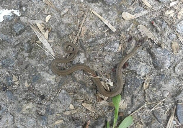 Пресмыкающиеся атакуют: в Днепре на детской площадке нашли крупную змею - рис. 1