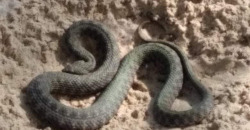 В Днепре на Монастырском острове нашли 1,5-метровую змею - рис. 13