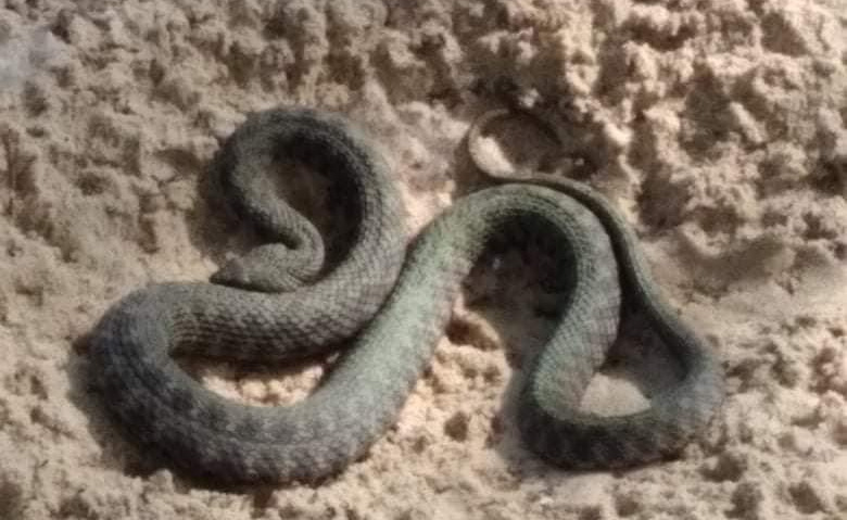 В Днепре на Монастырском острове нашли 1,5-метровую змею - рис. 1