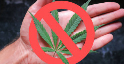 Верховная Рада не поддержала легализацию марихуаны в Украине - рис. 21