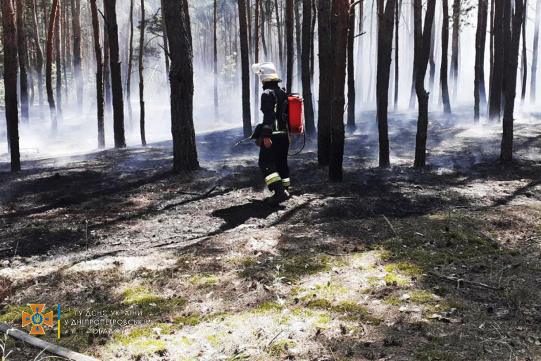 В Днепровском районе горел хвойный лес: фото - рис. 2
