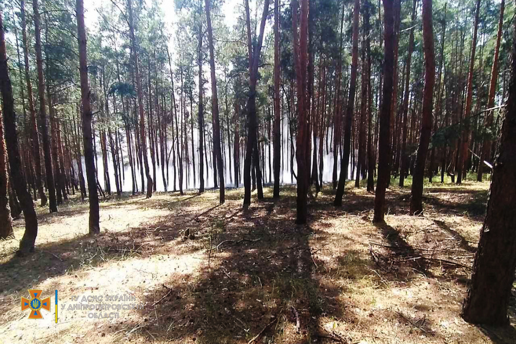 В Днепровском районе горел хвойный лес: фото - рис. 1