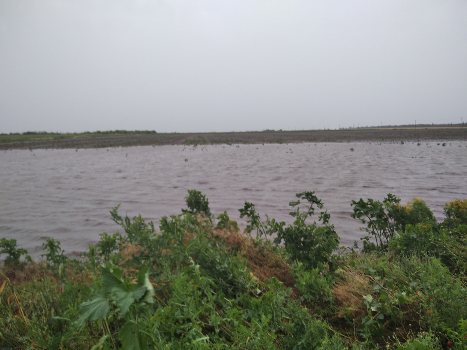 На Днепропетровщине из-за проливных дождей гибнут поля зерновых - рис. 3