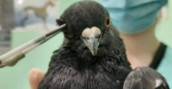 В Днепре активисты спасли от смерти голубя с пробитой головой - рис. 3