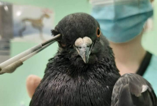 В Днепре активисты спасли от смерти голубя с пробитой головой - рис. 3