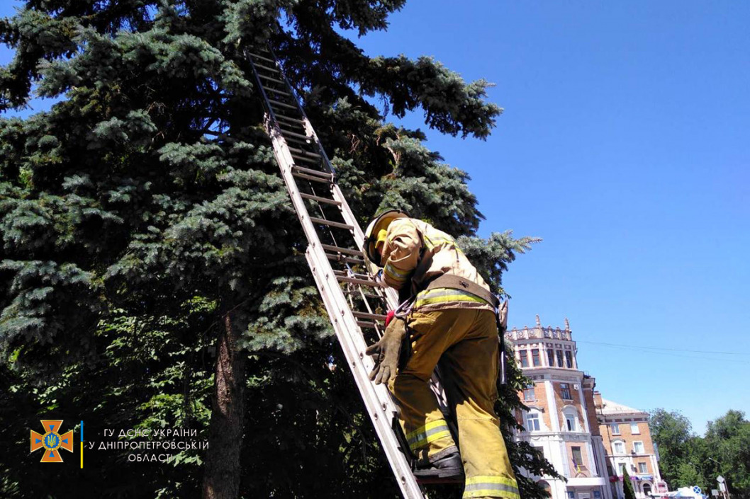 На Днепропетровщине спасатели сняли с дерева двухцветного кота - рис. 2
