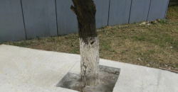 В Днепре спасли ранее залитое бетоном дерево на самодельной автостоянке - рис. 2