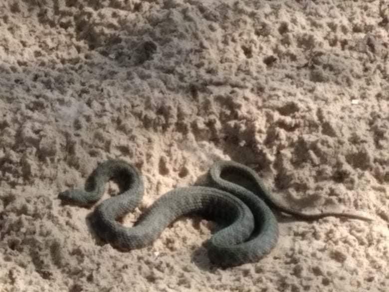 В Днепре на Монастырском острове нашли 1,5-метровую змею - рис. 2