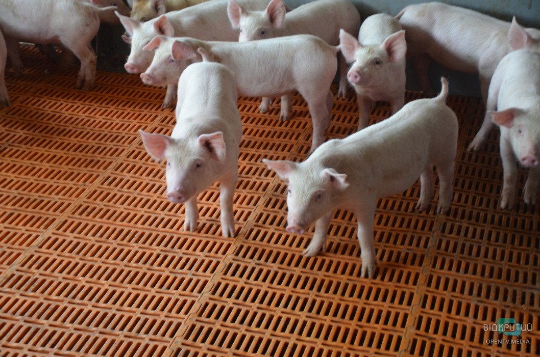 Путь к прилавкам: как работает свинооткормочный комплекс компании «KSG Agro S.A.» - рис. 5