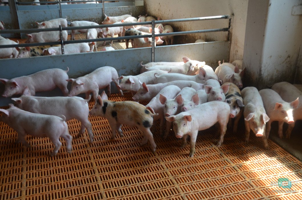 Путь к прилавкам: как работает свинооткормочный комплекс компании «KSG Agro S.A.» - рис. 7
