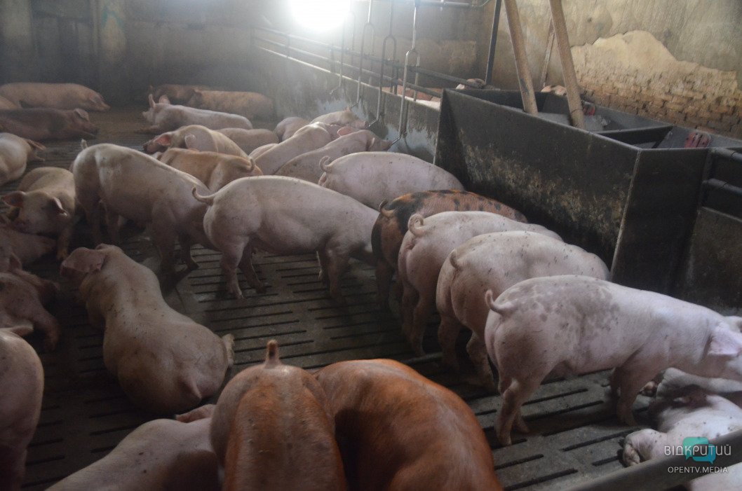 Путь к прилавкам: как работает свинооткормочный комплекс компании «KSG Agro S.A.» - рис. 15