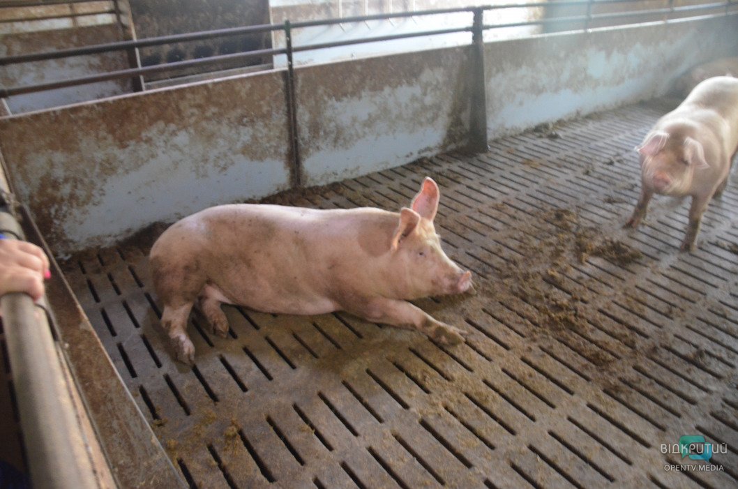 Путь к прилавкам: как работает свинооткормочный комплекс компании «KSG Agro S.A.» - рис. 17