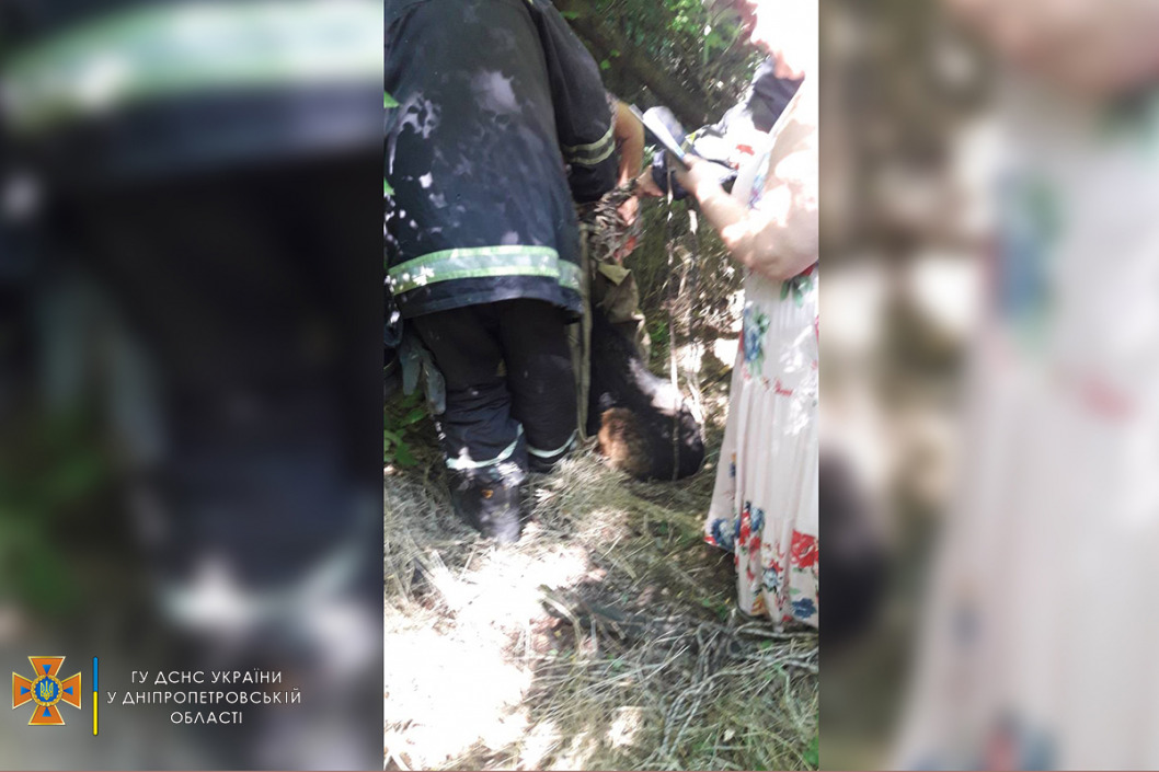 В Каменском спасатели достали собаку из трехметрового заброшенного колодца - рис. 1