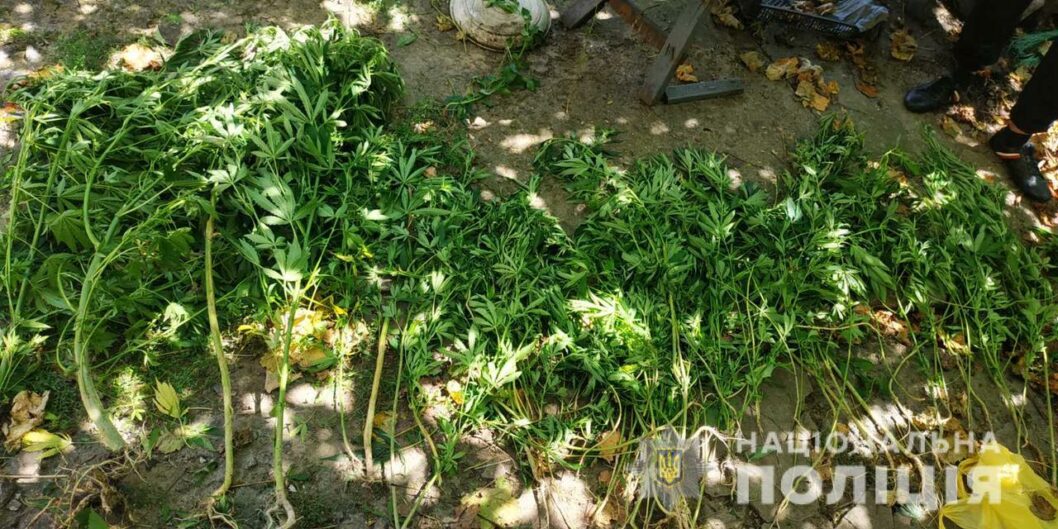 В Днепропетровской области полиция уничтожила более двухсот кустов конопли - рис. 2