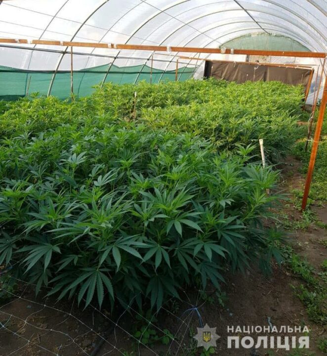 Под Кривым Рогом полиция ликвидировала тепличную плантацию конопли - рис. 1