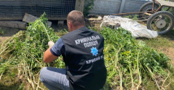 В Кривом Роге полицейские изъяли более 200 кустов конопли: видео - рис. 14