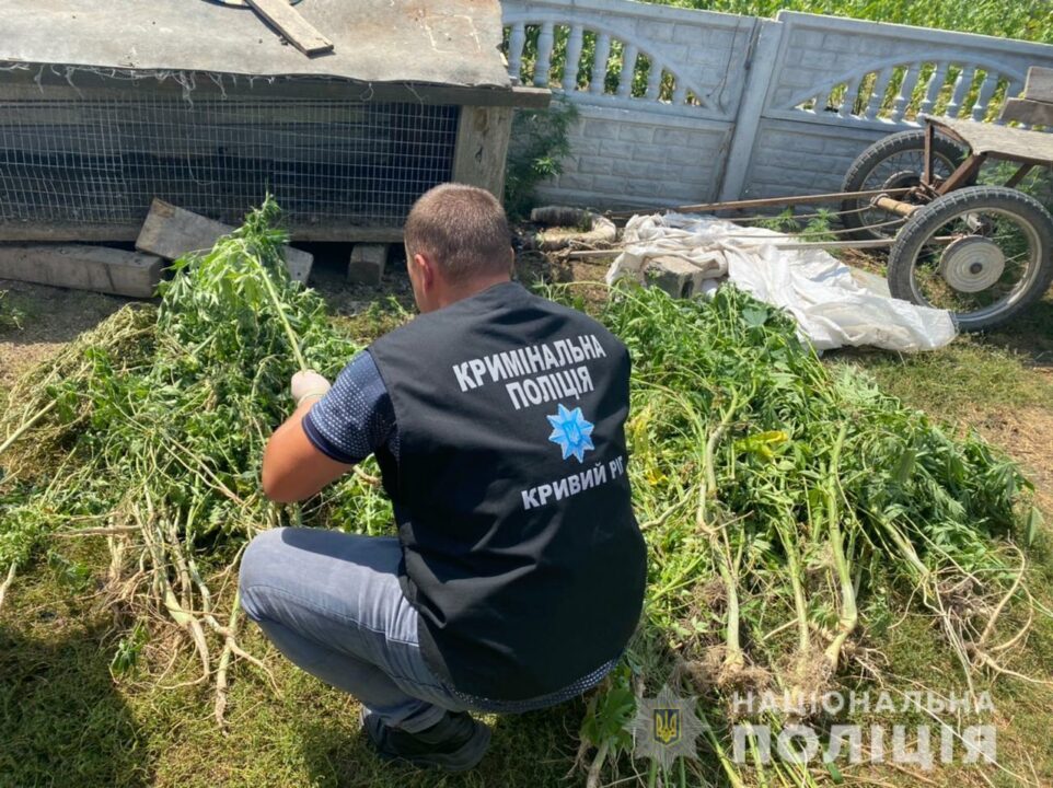 В Кривом Роге полицейские изъяли более 200 кустов конопли: видео - рис. 5