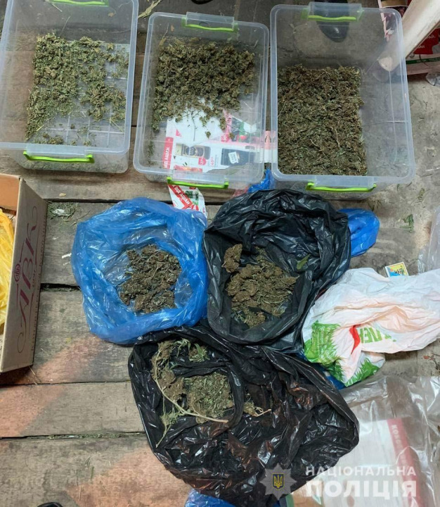 В Кривом Роге полицейские изъяли более 200 кустов конопли: видео - рис. 4