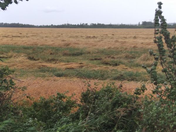 На Днепропетровщине из-за проливных дождей гибнут поля зерновых - рис. 1