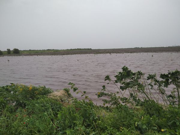 На Днепропетровщине из-за проливных дождей гибнут поля зерновых - рис. 2