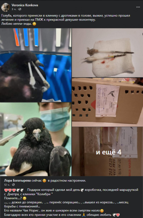 В Днепре активисты спасли от смерти голубя с пробитой головой - рис. 1