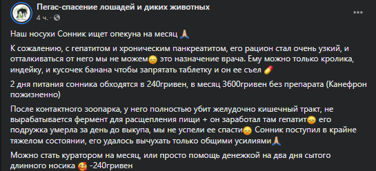 В Днепре волонтеры борются за жизнь маленькой носухи - рис. 1