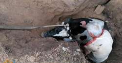 На Днепропетровщине спасли коровку, которая упала в глубокую яму - рис. 16