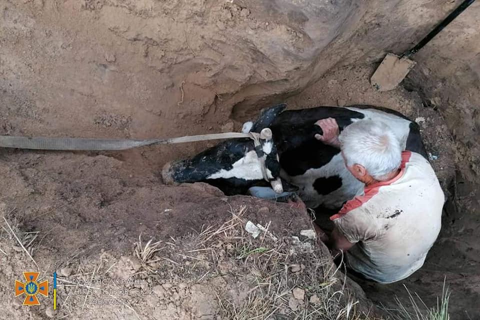 На Днепропетровщине спасли коровку, которая упала в глубокую яму - рис. 1