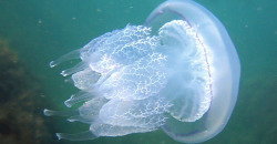 В Кирилловке на берегу обнаружили рекордное количество медуз: видео - рис. 10