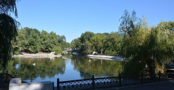 В днепровском парке Глобы возле аварийного моста спилят деревья - рис. 6