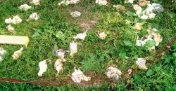 Такса-убийца: под Днепром собака передушила более сотни цыплят - рис. 9