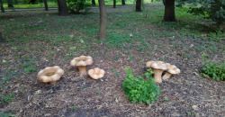 В ботсаду днепровского нацуниверситета появились грибы-гиганты - рис. 7