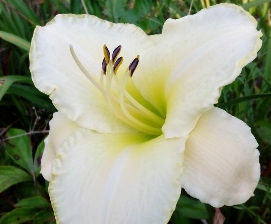 В Ботсаду ДНУ распустились гемерокалисы (Фото) - рис. 7