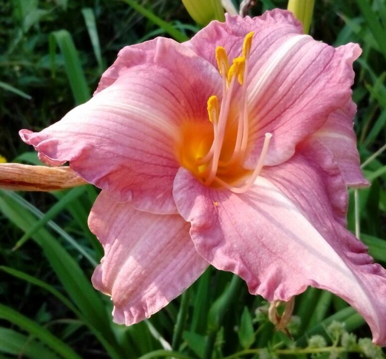 В Ботсаду ДНУ распустились гемерокалисы (Фото) - рис. 6