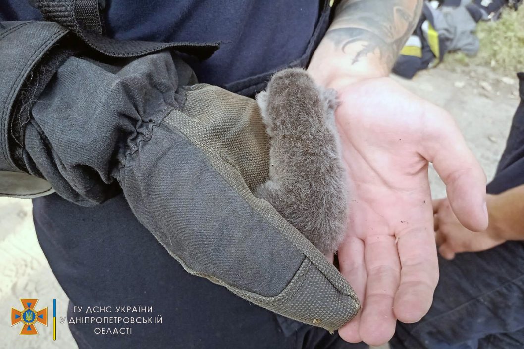 В Днепре сотрудники ГСЧС спасли жизнь котёнку, застрявшему в трубе (Фото) - рис. 2